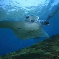 Рифовый скат-манта, Индонезия 