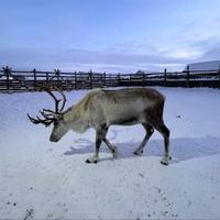 Северные олени