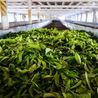 Чайная плантация