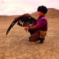 Шоу беркутов