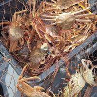 Крабовое сафари в Авачинской бухте