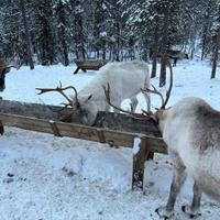 Хаски-парк в Мурманской области