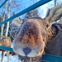 Сумароковская лосеферма