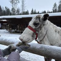 Северный олень в питомнике в Карелии