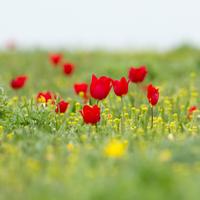 Цветение тюльпанов 