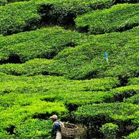 Чайные плантации в Малайзии