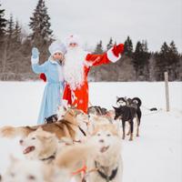 Питомник хаски