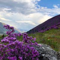 Цветение маральника на Алтае