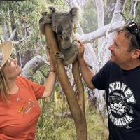 Коала на юге Австралии