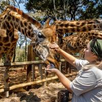 Центр Жирафов (Giraffe Centre) в Найроби