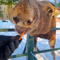 Сумароковская лосеферма