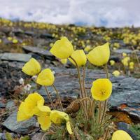 Флора и фауна Алтая