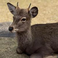 Парк Нара в Японии