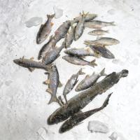 Подледная рыбалка