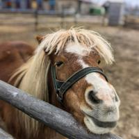 Конюшня с мини-лошадками