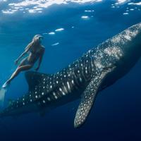 Снорклинг с китовыми акулами, Индонезия 