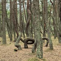 Танцующий лес на Куршской косе