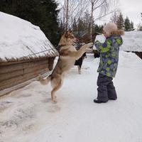Хаски в деревне Саамов