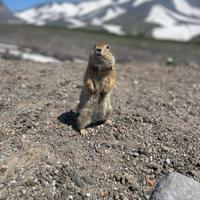 Евражка на Камчатке