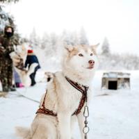 Питомник хаски в Карелии