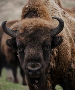 Зубровый питомник на Алтае