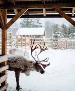 северные олени в Карелии