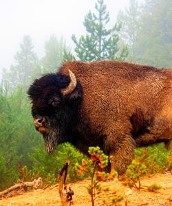Бизон в Hayden Valley