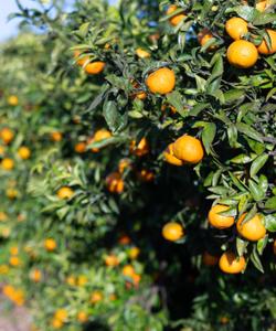 Мандарины в Абхазии