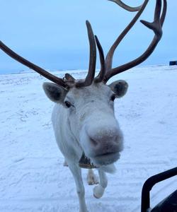 северный олень