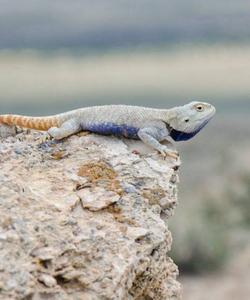 Степная агама