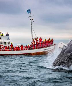 Синие киты в Исландии