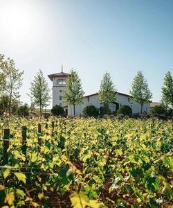 Виноградник в Краснодарском крае