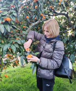 Мандарины в Абхазии