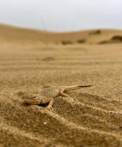 Бархан Сарыкум