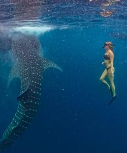 Снорклинг с китовыми акулами