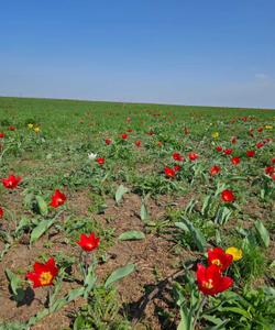 Цветение тюльпанов в Калмыкии