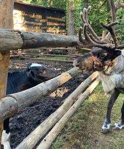 Ульяновский зоопарк