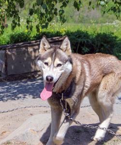 Питомник хаски