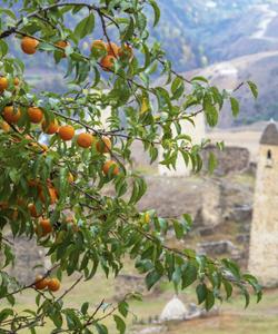 Ингушские башни