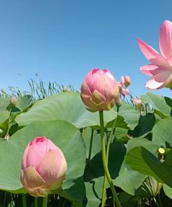 Цветение лотосов в Астраханской области