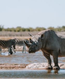 Национальный парк Этоша 