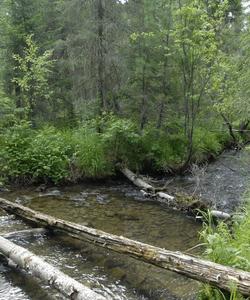 уральская тайга