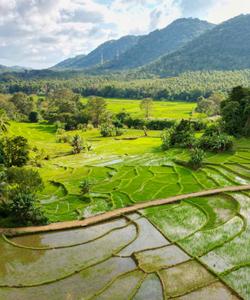 Рисовые поля в Шри-Ланке