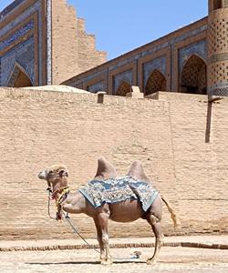 Верблюд в Хиве