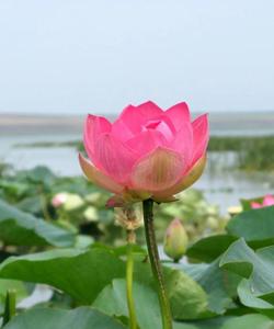 Лотосовые поля в Краснодарском крае