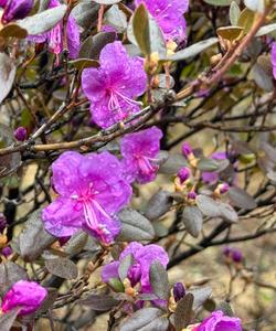 Цветение маральника на Алтае