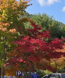 Сезон красных кленов в Южной Корее