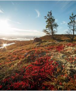 Тур на Кольский полуостров