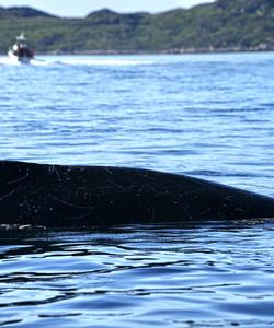 Наблюдение за китами