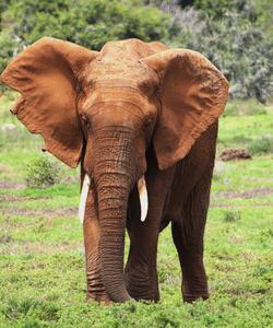 Слоны в ЮАР